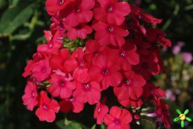 Флокс 'Мисс Мэри' / Phlox 'Miss Mary' (=Mary, =Red Riding Hood )