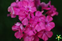 Флокс 'Москвичка' / Phlox 'Moscvichka'