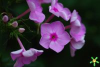 Флокс 'Народный' / Phlox 'Narodniy'