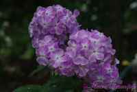 Флокс 'Незнакомец' / Phlox 'Neznakomec'