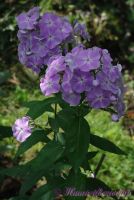 Флокс 'Незнакомец' / Phlox 'Neznakomec'