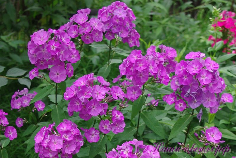 Флокс 'Незнакомка' / Phlox 'Neznakomka'