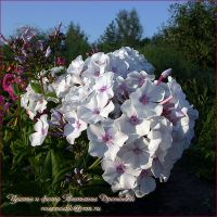 Флокс 'Радонеж' / Phlox 'Radoneg'