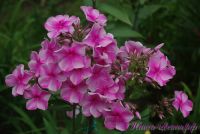 Флокс 'Розовый Районнант' / Phlox 'Rozoviy Rayonnant'