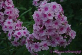 Флокс 'Фессельбаллон' / Phlox 'Fesselballon'