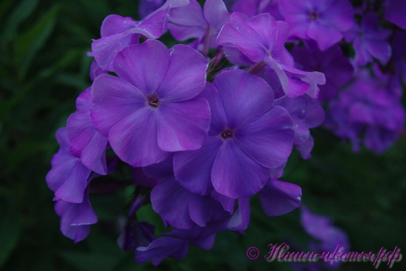 Флокс 'Чебурашка' / Phlox 'Cheburachka'