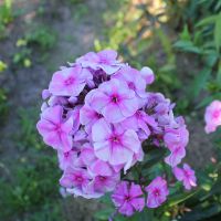 Флокс 'Чюрлёнис' / Phlox 'Churlonis'