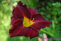 Лилейник 'Блэк Стокингс' / Hemerocallis 'Black Stockings'