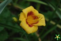 Лилейник 'Колор Стик' / Hemerocallis 'Color Stick'