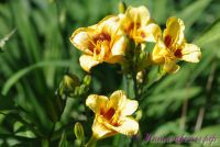 Лилейник 'Колор Стик' / Hemerocallis 'Color Stick'