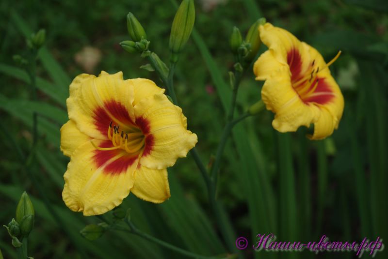 Лилейник 'Литл Кадет' / Hemerocallis 'Little Cadet'