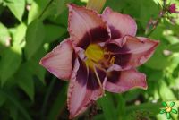 Лилейник 'Мартина Верхарт' / Hemerocallis 'Martina Verhaert'