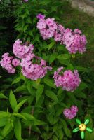 Сеянец флокса 'Жанна' / Phlox Seedling 'Jeanne'