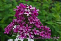 Сеянец флокса 'Мельница' / Phlox Seedling 'Melnitsa'