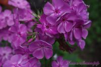 Сеянец флокса 'Провинциалка' / Phlox Seedling 'Provintsialka'