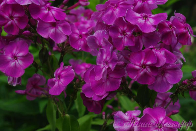 Флокс 'Провинциалка' / Phlox 'Provintsialka'