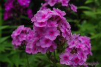 Сеянец флокса 'Розовый Дождь' / Phlox Seedling 'Rozovyi Dogd'