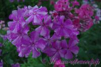 Сеянец флокса 'Серафима Александрова' / Phlox Seedling 'Serafima Aleksandrova'