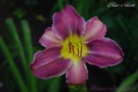 Лилейник 'Блю Шин' / Hemerocallis 'Blue Sheen'