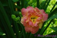 Лилейник 'Лейси Дойли' / Hemerocallis  'Lacy Doily'