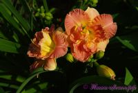 Лилейник 'Лейси Дойли' / Hemerocallis  'Lacy Doily'