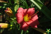 Лилейник 'Литл шоу Стоппер' / Hemerocallis 'Litlle Show Stopper'