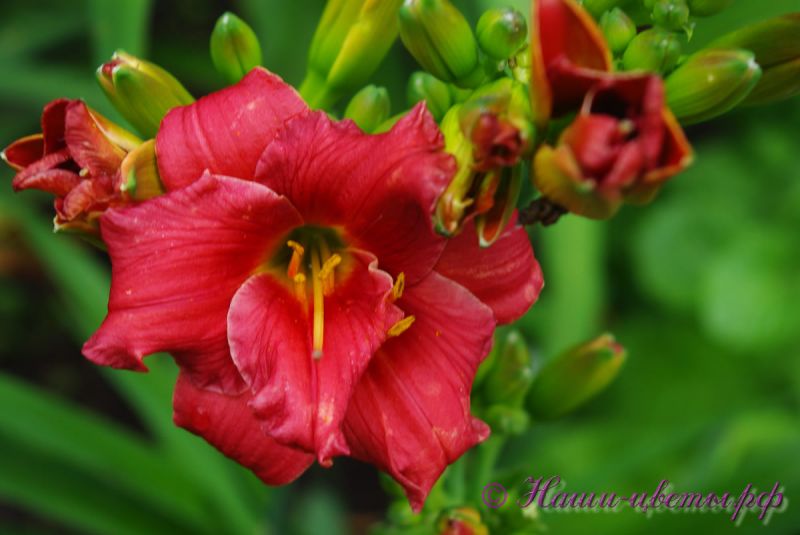 Лилейник 'Литл шоу Стоппер' / Hemerocallis 'Litlle Show Stopper'