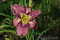 Лилейник 'Милдрейт Митчел' / Hemerocallis 'Mildred Mitchell'