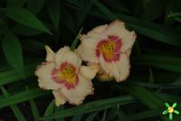 Лилейник 'Нью Квест' / Hemerocallis 'Neu Quest'