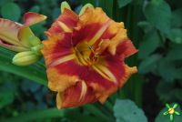 Лилейник 'Тайгер' / Hemerocallis 'Tiger'