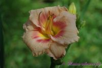 Лилейник 'Черри Валентин' /  Hemerocallis 'Cherry Valentine'