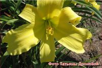 Лилейник 'Эмералд Айсл' / Hemerocallis 'Emerald Isle'