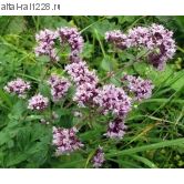 Душица - при ангине, астме, неврозах, истерии,  онкологии