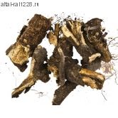 Горичник Мориссона  - кровь, суставы,ревматизм, подагра, позвоночная грыжа, бронхиальная астма, онкология