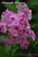 Флокс 'Катенька-Катюша' / Phlox  'Katjenka-Katucha'