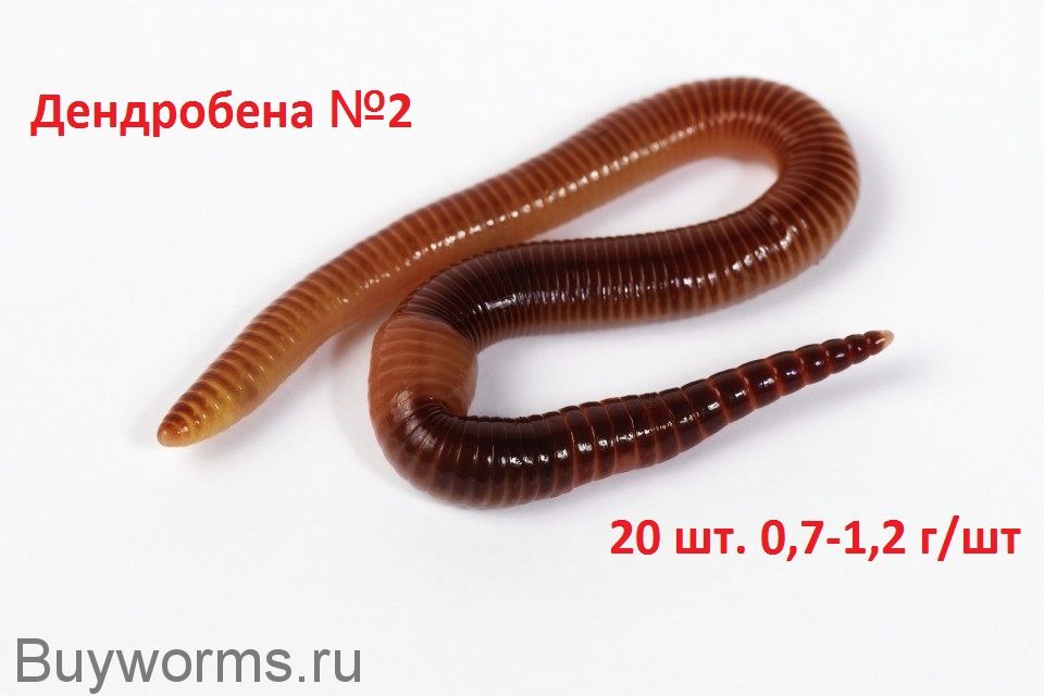 Дендробена №2 - 20шт 0.7-1.2 г/шт
