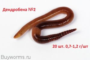 Рыболовный червь дендробена №2 20 штук в пластиковом контейнере купить с доставкой