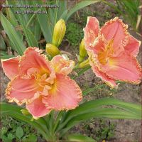 Лилейник 'Лори Голдстоон' / Hemerocallis 'Lori Goldston'