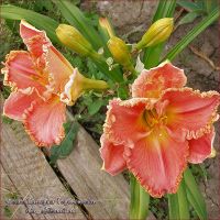 Лилейник 'Лори Голдстоон' / Hemerocallis 'Lori Goldston'