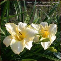 Лилейник 'Арктик Сноу' / Hemerocallis 'Arctic Snow'