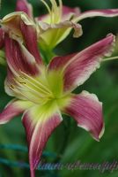 Лилейник 'Уотчил Уайлд Индиан' / Hemerocallis 'Watchyl Wild Indian'