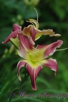 Лилейник 'Уотчил Уайлд Индиан' / Hemerocallis 'Watchyl Wild Indian'