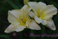 Лилейник 'Близзард Бэй' / Hemerocallis 'Blizzard Bay'