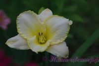 Лилейник 'Близзард Бэй' / Hemerocallis 'Blizzard Bay'