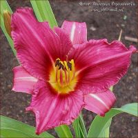 Лилейник 'Самэ Вайн' / Hemerocallis 'Summer Wine'