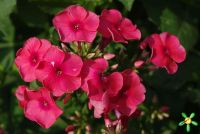 Флокс 'Текила Санрайз' / Phlox 'Tequila Sunrise'