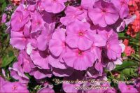 Флокс 'Маэстро' / Phlox 'Maestro'