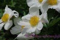 Пион травянистый 'Уайт Вингз' / Paeonia 'White Wings'