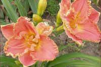 Лилейник 'Лори Голдстоон' / Hemerocallis 'Lori Goldston'