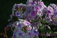 Флокс 'Голубая отрада' / Phlox 'Golubay Otrada'